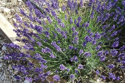 Lavandula angustifolia Miller