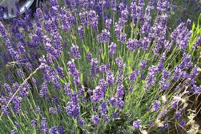 Lavandula angustifolia Miller
