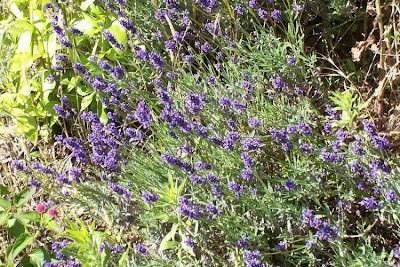 Lavandula angustifolia Miller