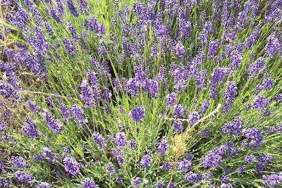 Lavandula angustifolia Miller