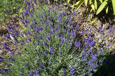 Lavandula angustifolia Miller