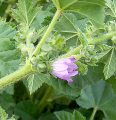 Cretan-hollyhock Cretan-hollyhock
