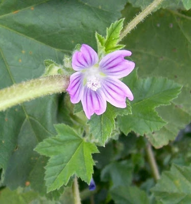 Cretan-hollyhock Cretan-hollyhock