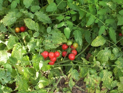 Garden tomato