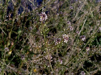 Tall Pepperwort
