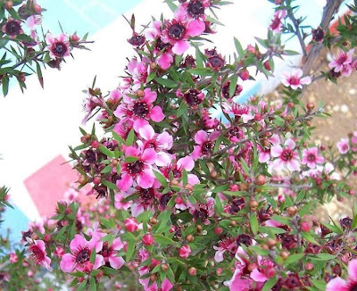 Broom teatree Broom teatree