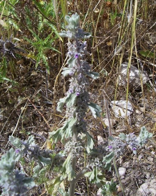Marrubium alysson L.