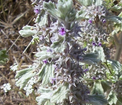 Marrubium alysson L.