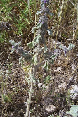 Marrubium alysson L.