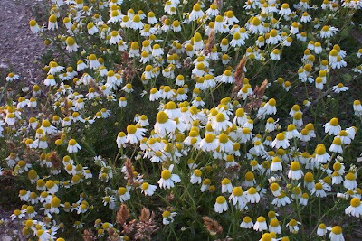 Hungarian chamomile