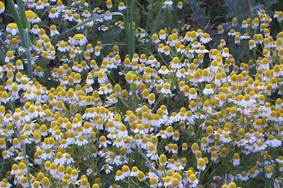 Hungarian chamomile