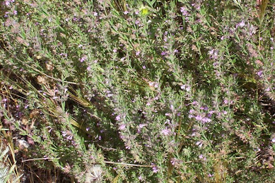 Micromeria graeca (L.) Bentham