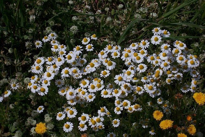 Hungarian chamomile