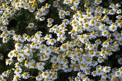 Hungarian chamomile