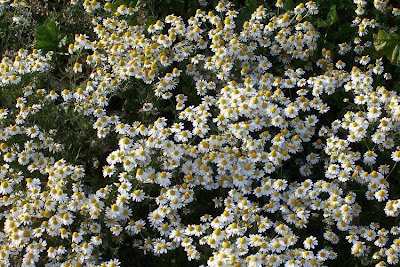 Hungarian chamomile