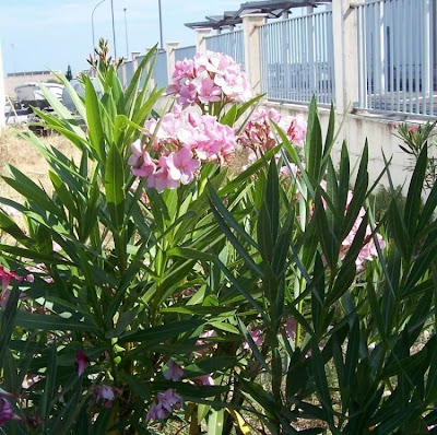 Rosebay