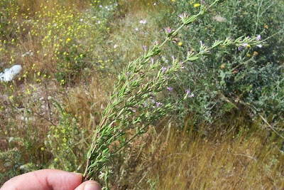 Micromeria graeca (L.) Bentham