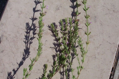 Micromeria graeca (L.) Bentham
