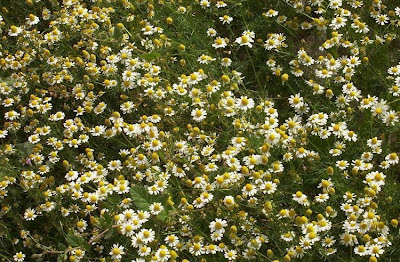 Hungarian chamomile