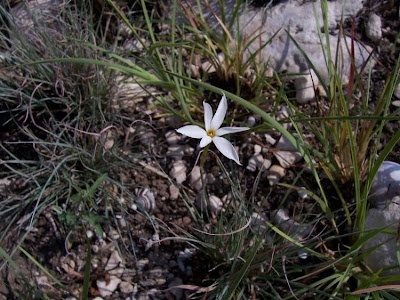 Narcissus serotinus L.