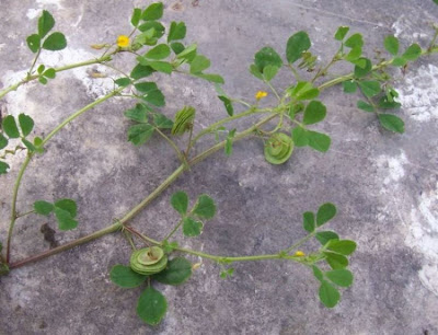 Erba medica orbicolare Erba medica orbicolare