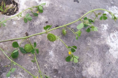 Erba medica orbicolare Erba medica orbicolare