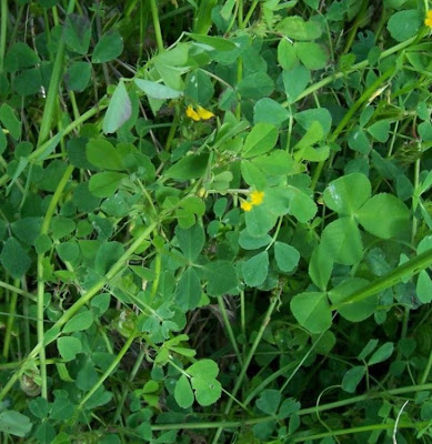 Erba medica orbicolare Erba medica orbicolare