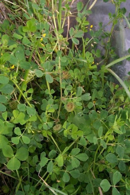 Erba medica orbicolare Erba medica orbicolare