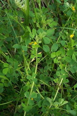 Erba medica orbicolare Erba medica orbicolare