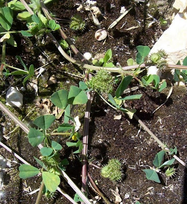 California bur-clover California bur-clover