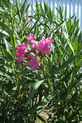 Rosebay