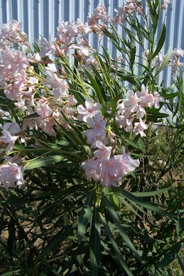 Rosebay