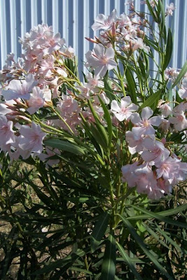 Rosebay