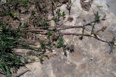 Cockscomb Sainfoin