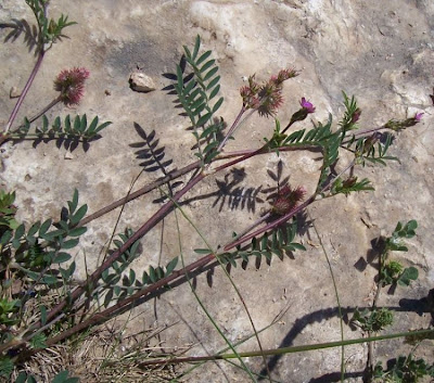 Cockscomb Sainfoin
