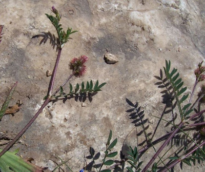 Cockscomb Sainfoin