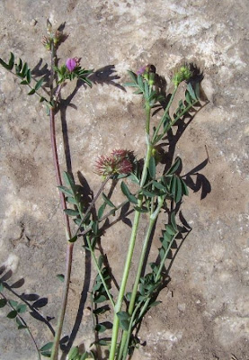 Cockscomb Sainfoin