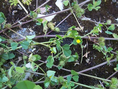 California bur-clover California bur-clover