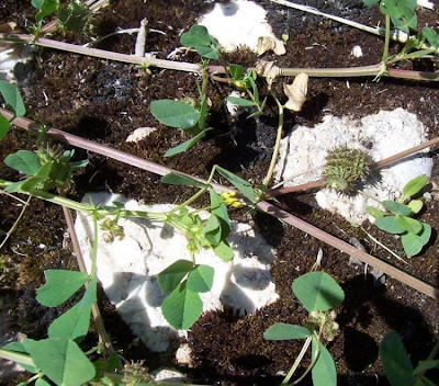 California bur-clover California bur-clover