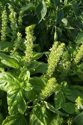 Ocimum basilicum,
albahaca,
alfavaca,
basil,
basilic,
basilico,
Basilienkraut,
Basilikum,
manjeric&atilde;o,
sweet basil