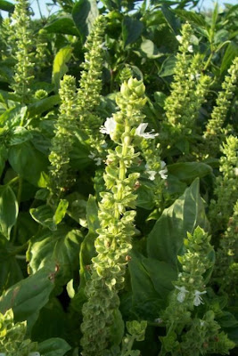 Ocimum basilicum,
albahaca,
alfavaca,
basil,
basilic,
basilico,
Basilienkraut,
Basilikum,
manjeric&atilde;o,
sweet basil