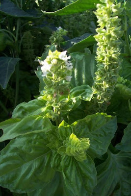 Ocimum basilicum,
albahaca,
alfavaca,
basil,
basilic,
basilico,
Basilienkraut,
Basilikum,
manjeric&atilde;o,
sweet basil