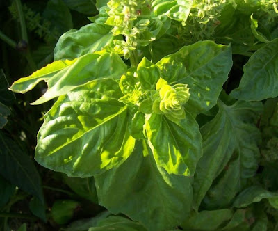 Ocimum basilicum,
albahaca,
alfavaca,
basil,
basilic,
basilico,
Basilienkraut,
Basilikum,
manjeric&atilde;o,
sweet basil