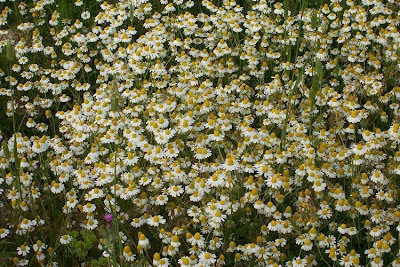 Hungarian chamomile