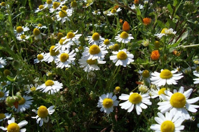 Hungarian chamomile