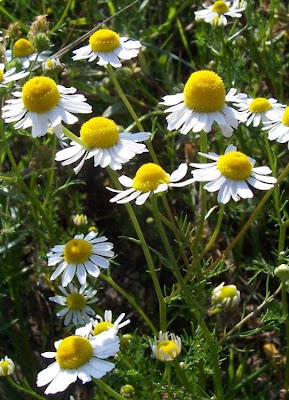 Hungarian chamomile
