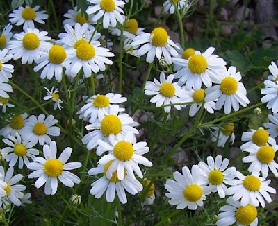 Hungarian chamomile