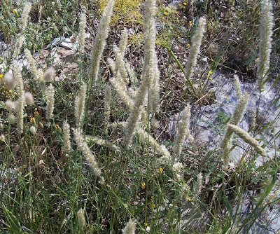 Eyelash Pearl Grass