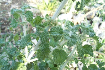 Marrubium vulgare L.