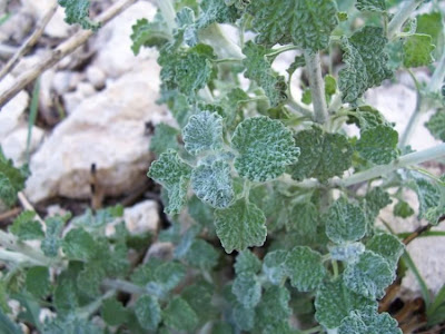 Marrubium vulgare L.